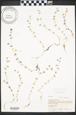 Sherardia arvensis image