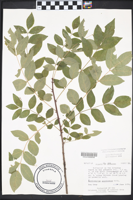 Zanthoxylum americanum image