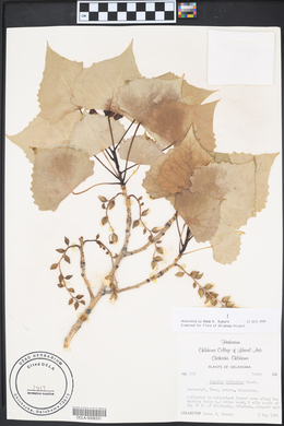 Quercus buckleyi image