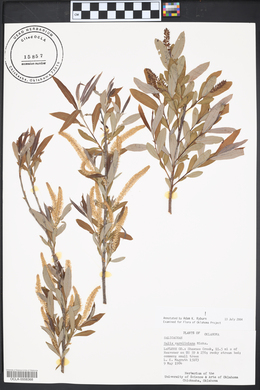 Salix caroliniana image