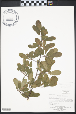 Sideroxylon lanuginosum image