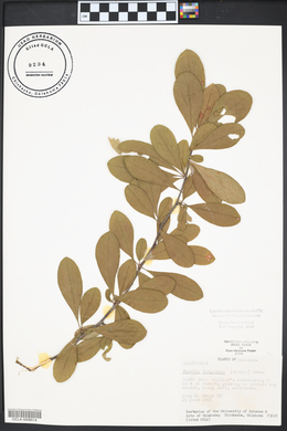 Sideroxylon lanuginosum image