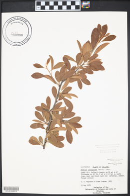 Sideroxylon lanuginosum image