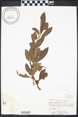 Sideroxylon lanuginosum image