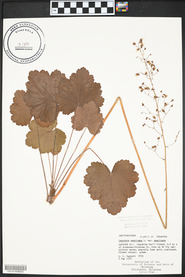 Heuchera americana image