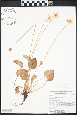 Parnassia grandifolia image