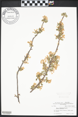 Ribes odoratum image