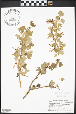 Ribes odoratum image