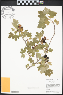 Ribes odoratum image