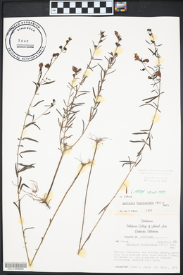 Agalinis fasciculata image
