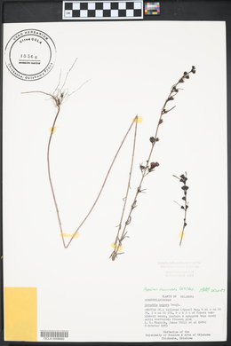 Agalinis fasciculata image