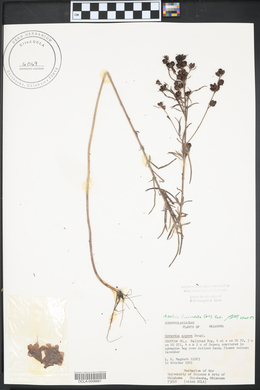 Agalinis fasciculata image