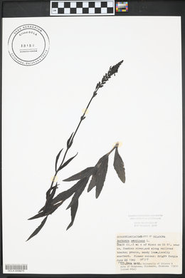 Buchnera americana image