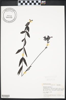 Buchnera americana image