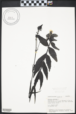 Buchnera americana image