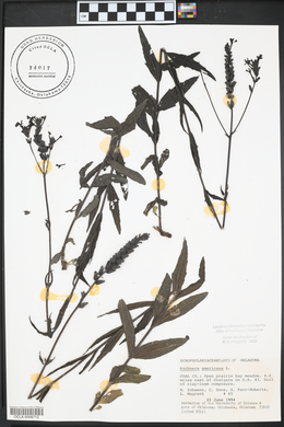 Buchnera americana image