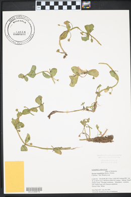 Bacopa rotundifolia image