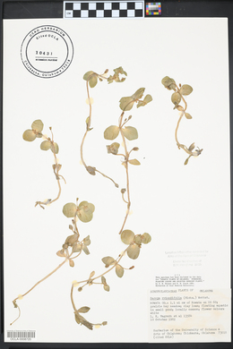 Bacopa rotundifolia image