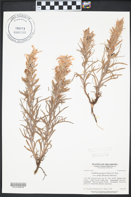 Castilleja purpurea image