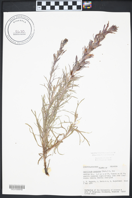 Castilleja purpurea image