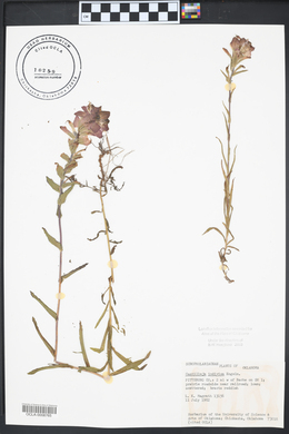 Castilleja indivisa image
