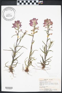 Castilleja indivisa image