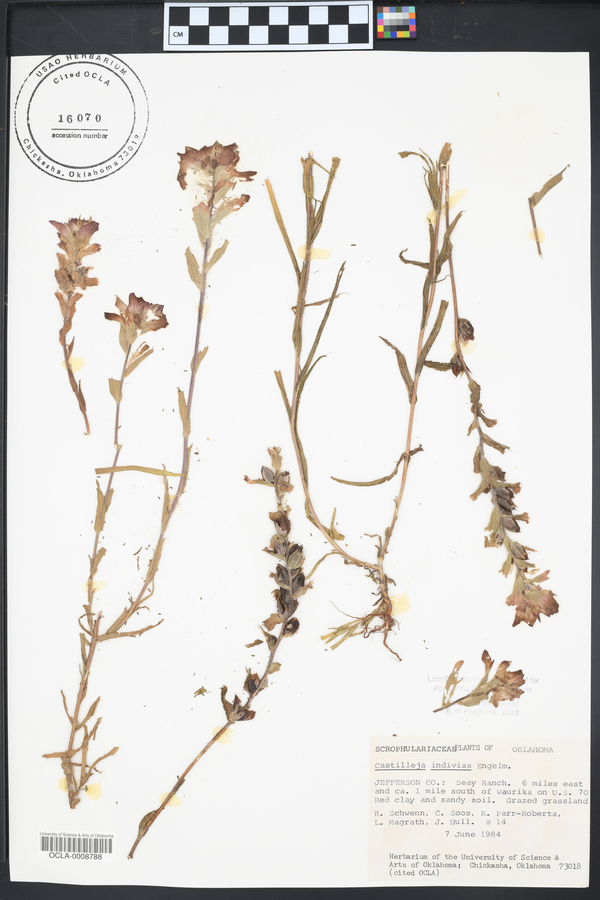 Castilleja indivisa image