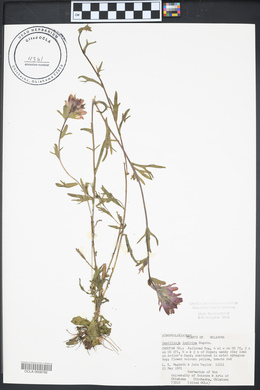 Castilleja indivisa image
