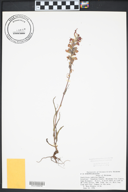 Castilleja indivisa image