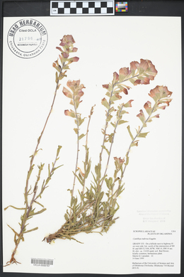 Castilleja indivisa image