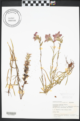 Castilleja indivisa image