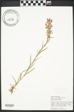 Castilleja indivisa image