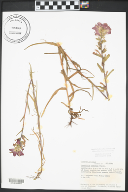 Castilleja indivisa image