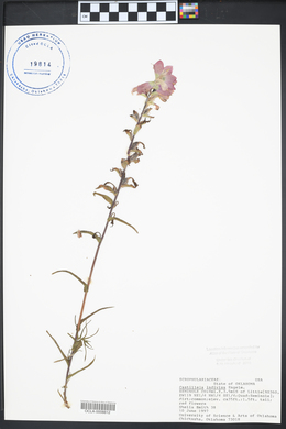 Castilleja indivisa image
