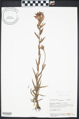 Castilleja coccinea image