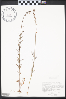 Nuttallanthus texanus image
