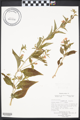 Mimulus alatus image