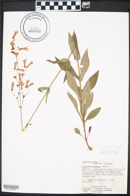 Penstemon arkansanus image