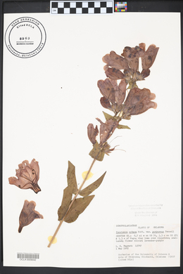 Penstemon cobaea image