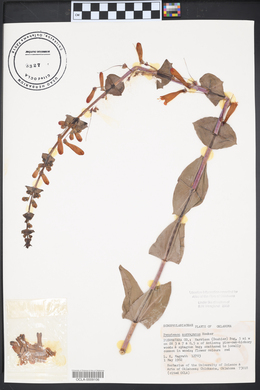 Penstemon murrayanus image