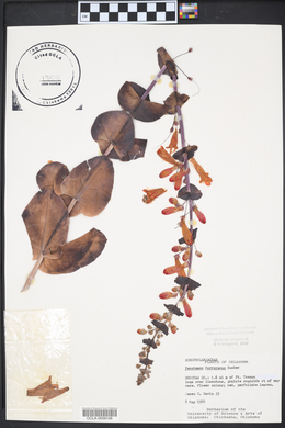 Penstemon murrayanus image