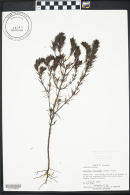 Tomanthera densiflora image