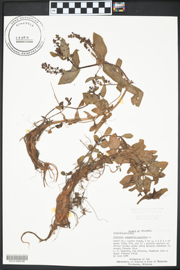 Veronica anagallis-aquatica image