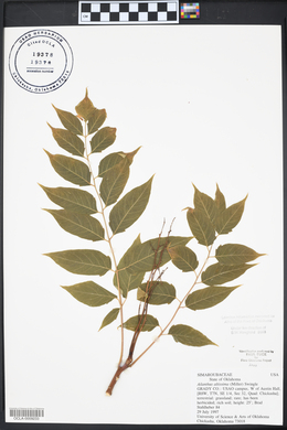 Ailanthus altissima image