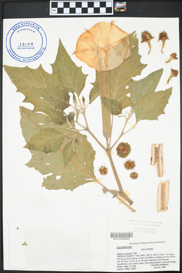 Datura innoxia image