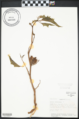 Datura stramonium image