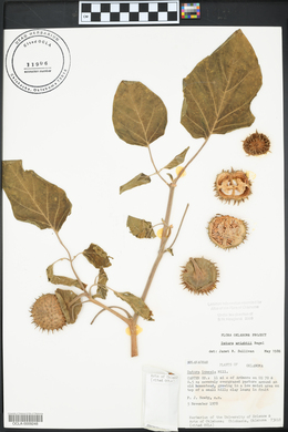 Datura innoxia image