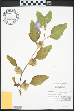 Nicandra physalodes image