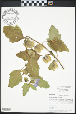 Nicandra physalodes image