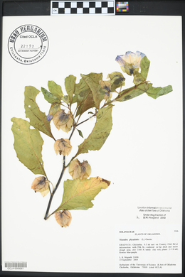 Nicandra physalodes image